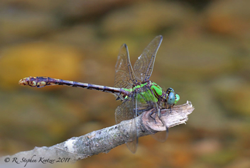 Ophiogomphus acuminatus, male